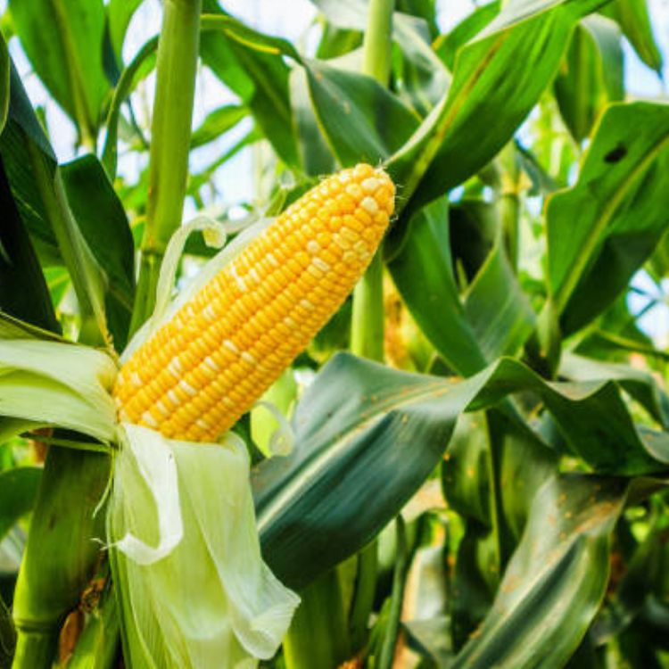 Premium Maize